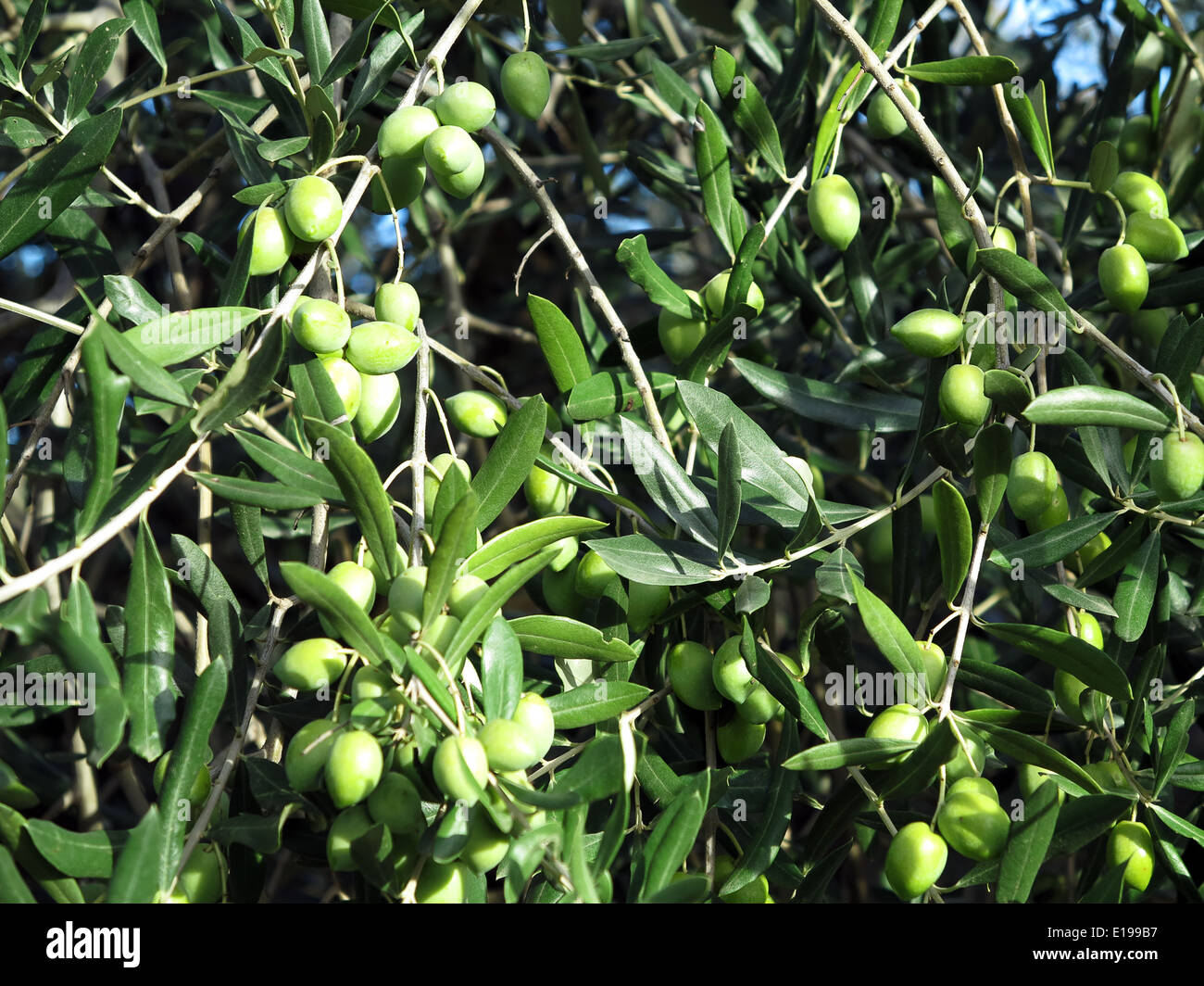 Close up of a green olive tree Stock Photo Alamy