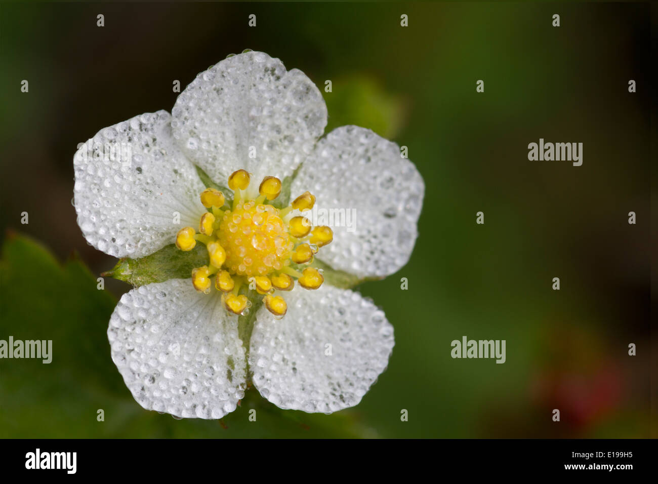 Close-up of flower of Wild Strawberry plant Stock Photo - Alamy