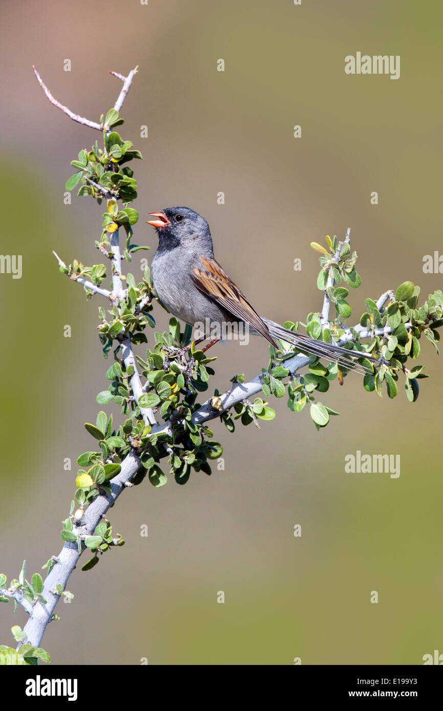 Blackchinned Sparrow Spizella atrogularis Santa Catalina Mountains