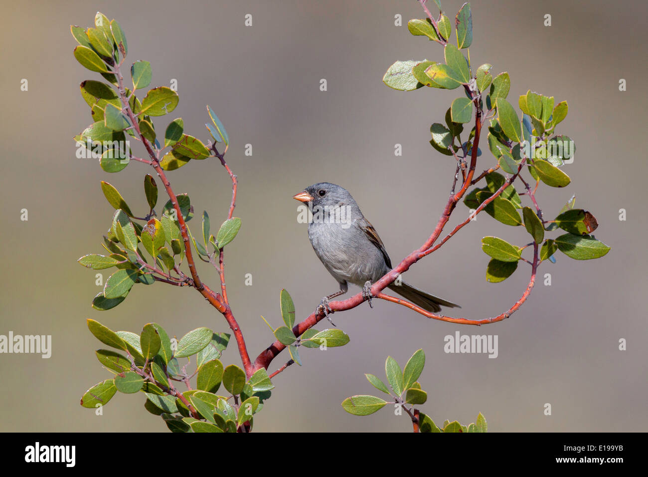 Blackchinned Sparrow Spizella atrogularis Santa Catalina Mountains