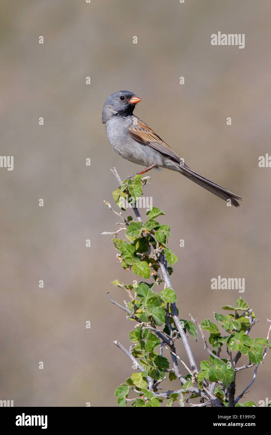 Blackchinned Sparrow Spizella atrogularis Santa Catalina Mountains