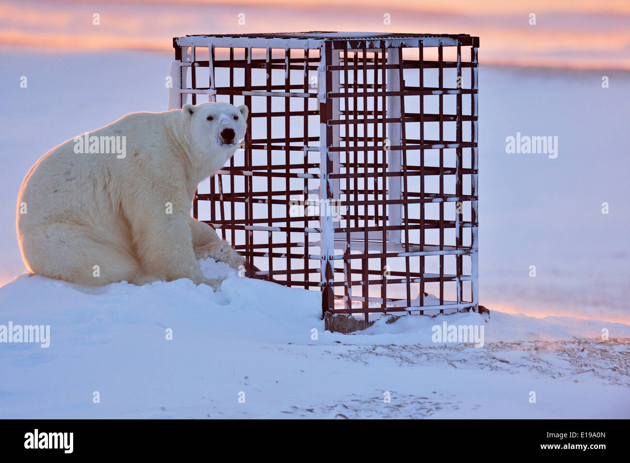 Polar bear (Ursus maritimus) Curiously investigating a man-made structure Wapusk National Park, Cape Churchill Manitoba Canada Stock Photo