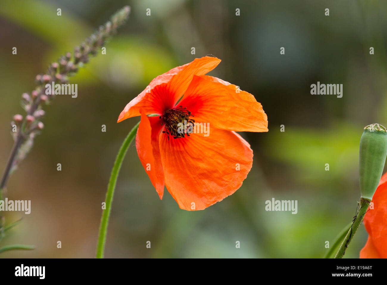 a single red poppy Stock Photo - Alamy