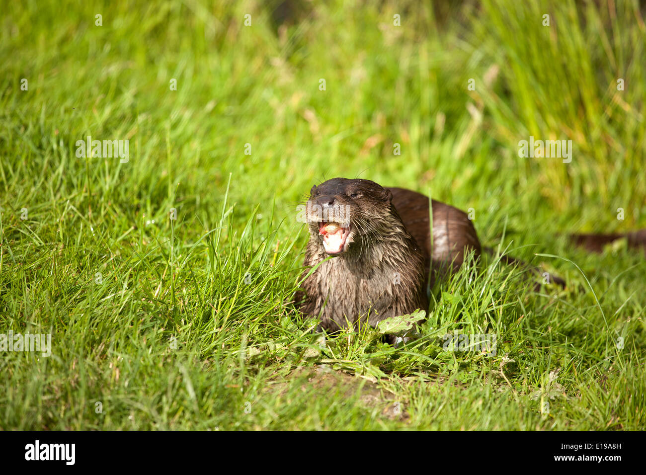 Suffolk Otter High Resolution Stock Photography and Images - Alamy