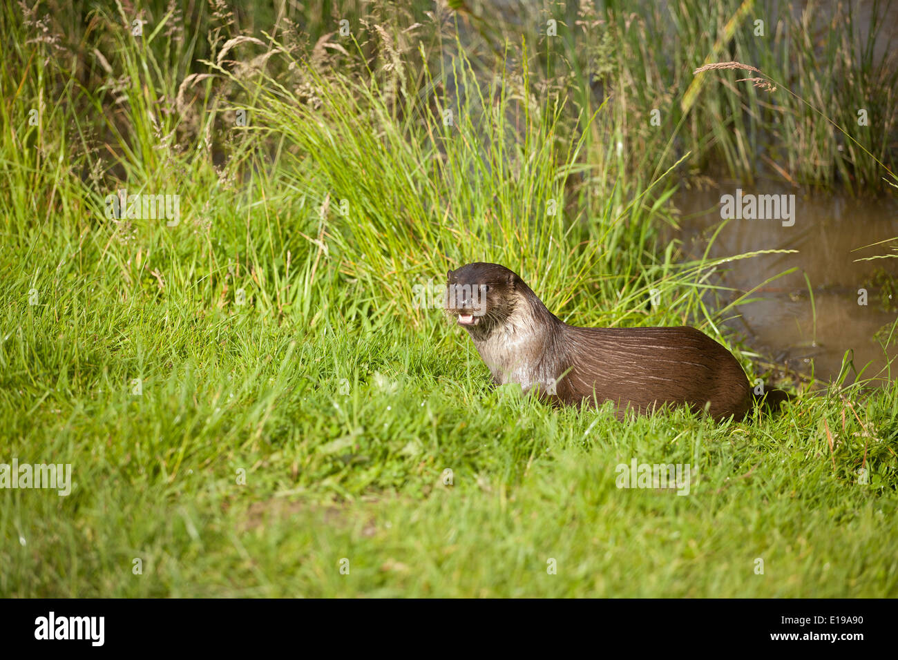 Suffolk otter hi-res stock photography and images - Alamy