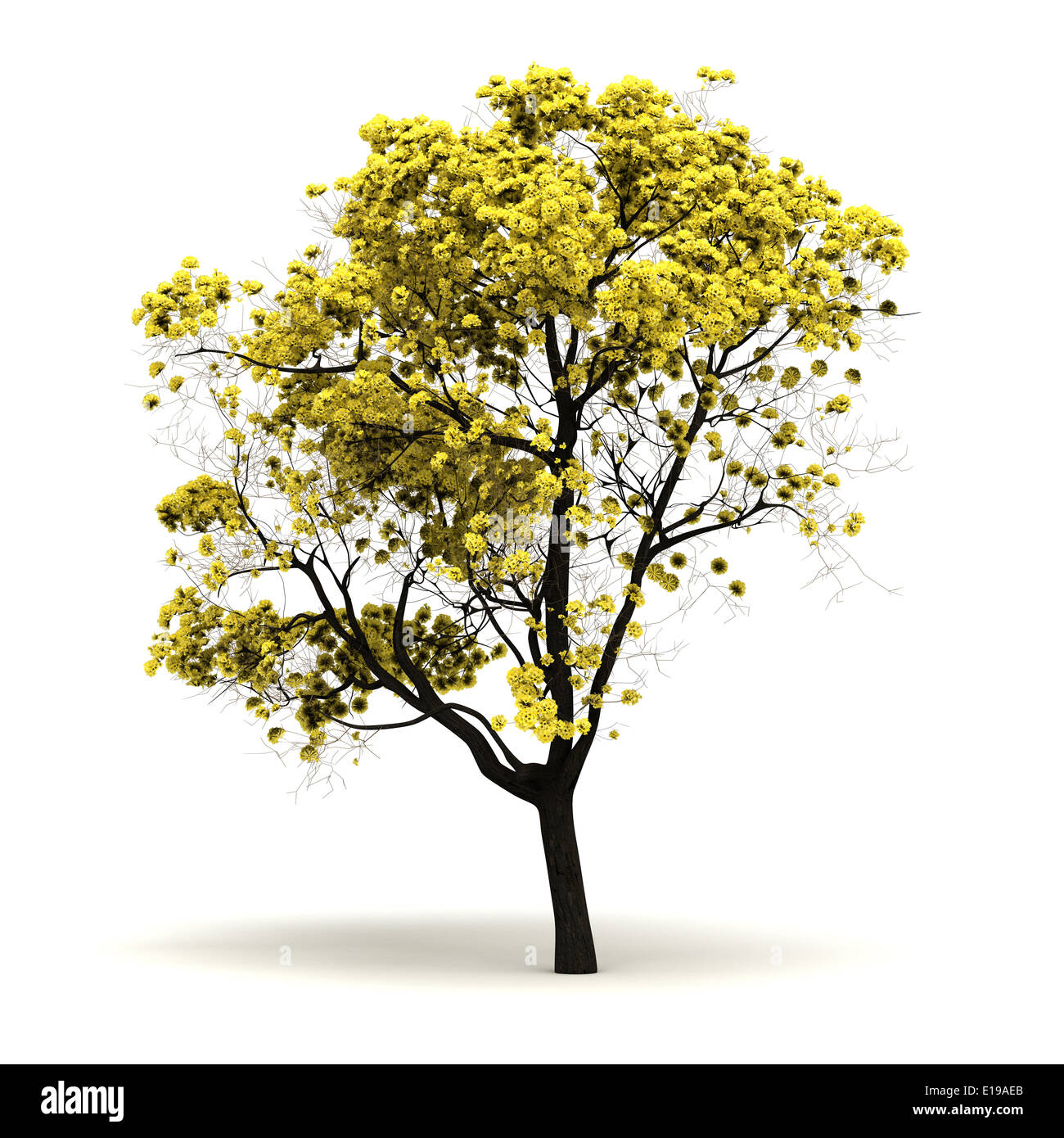 Single Tabebuia Chrysantha Tree (isolated white background Stock Photo