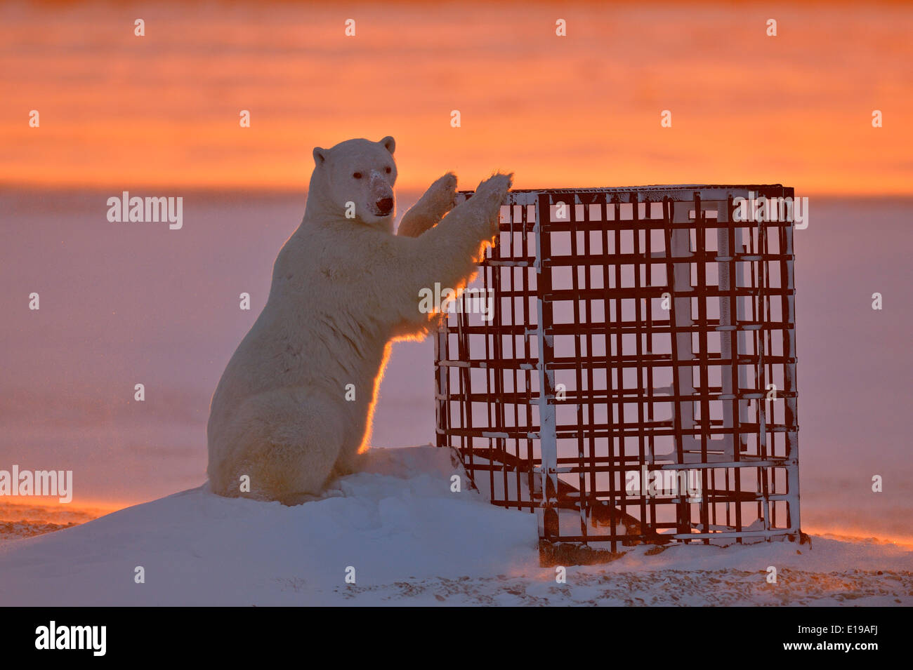 Polar bear (Ursus maritimus) Curiously investigating a man-made structure Wapusk National Park, Cape Churchill Manitoba Canada Stock Photo