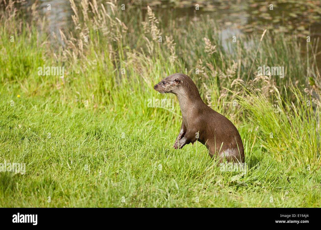 Suffolk Otter High Resolution Stock Photography and Images - Alamy