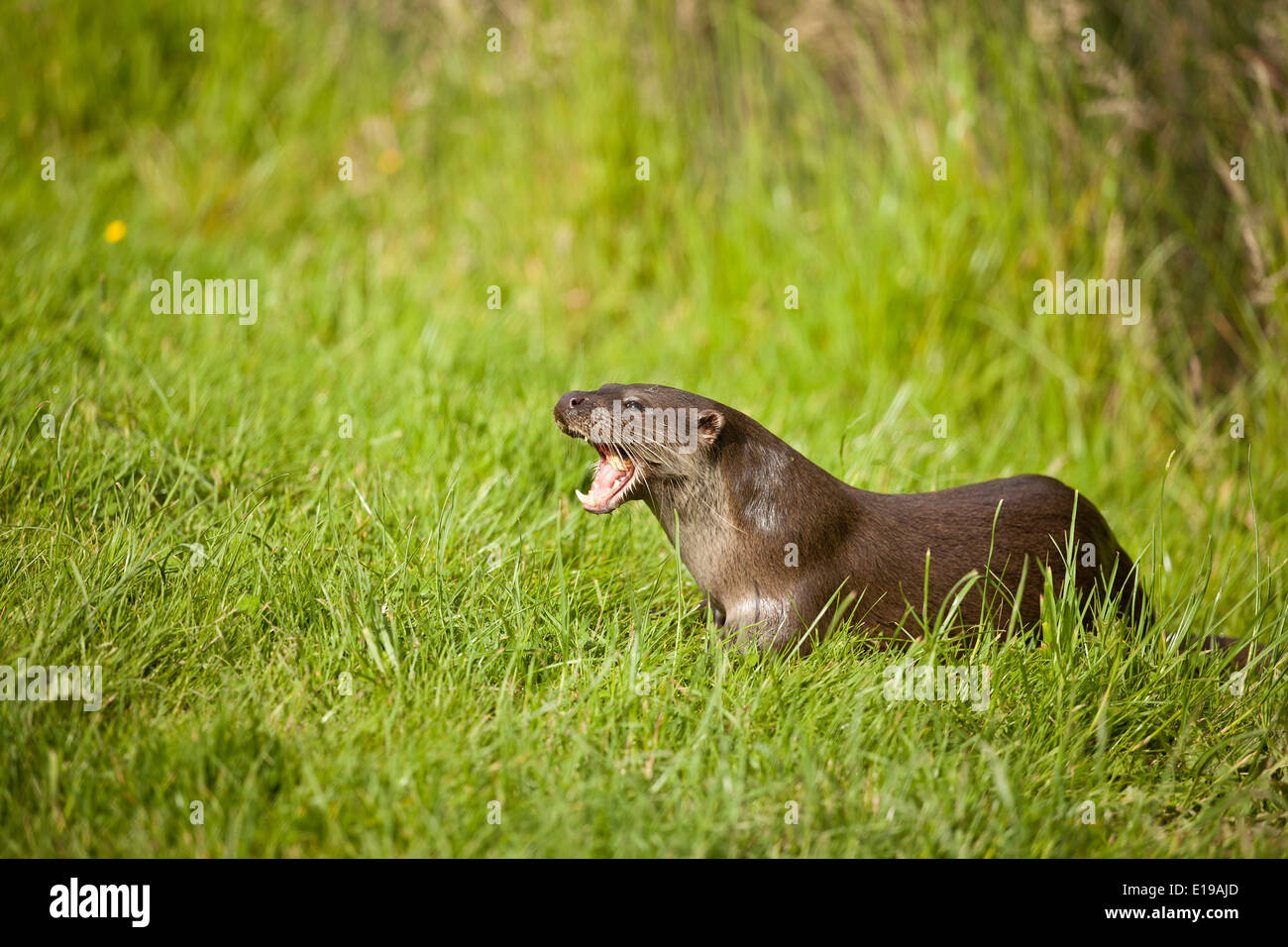 Suffolk otter hi-res stock photography and images - Alamy