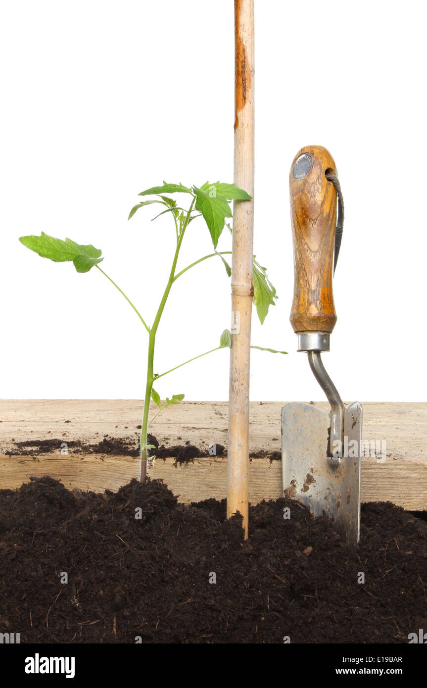 Tomato plant freshly planted in soil next to a cane with a garden trowel Stock Photo