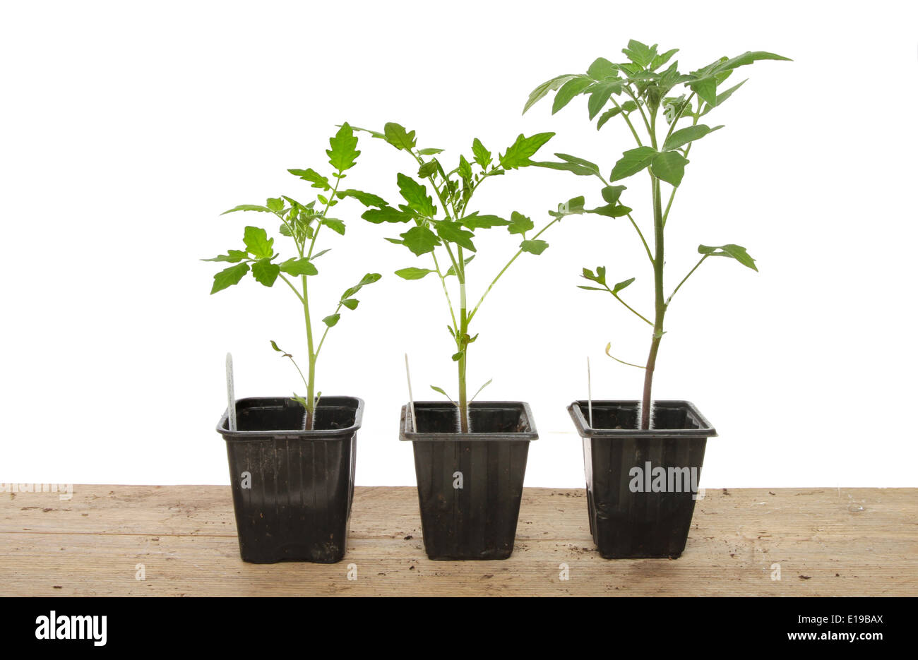 Three Seedling Tomato Plants On A Potting Bench Against A White