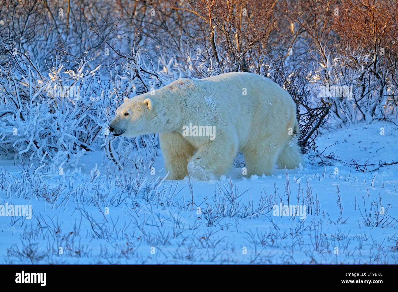 Polar bear (Ursus maritimus) Wapusk National Park, Cape Churchill ...