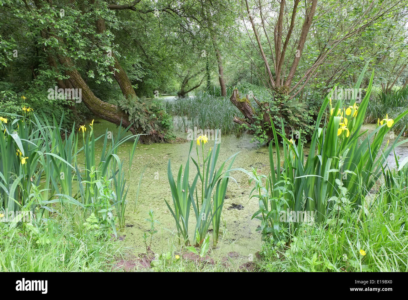 Yellow flowers blooming beside an over grown pond at Monks Pool nature ...