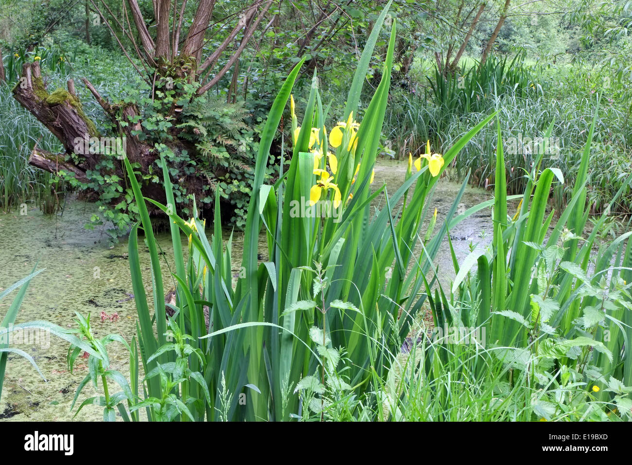 Yellow flowers blooming beside an over grown pond at Monks Pool nature reserve in Winterbourne, 27 May 2014 Stock Photo