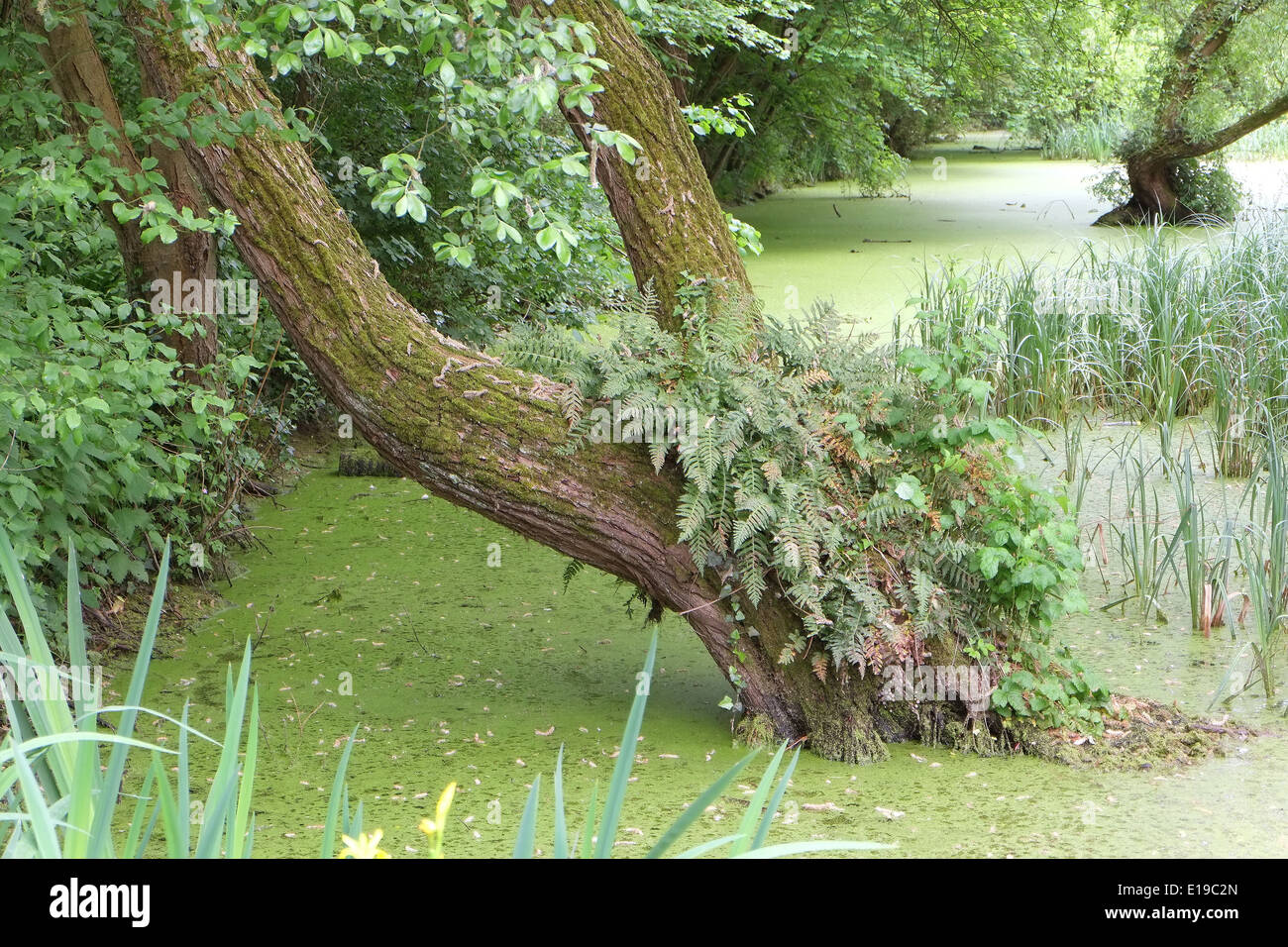 Tree ferns pond hi-res stock photography and images - Alamy