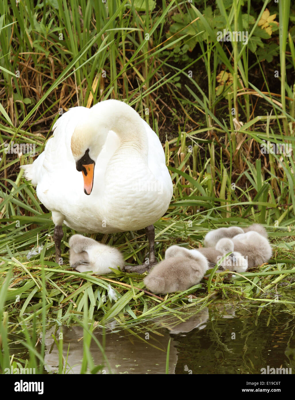 Family of swans with new young cygnets, 26 May 2014 Stock Photo