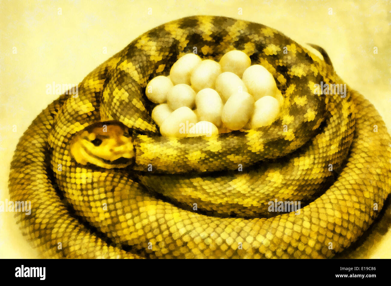 Rhombic python Bradley (Latin Morelia bredli) - view rhombic pythons ...