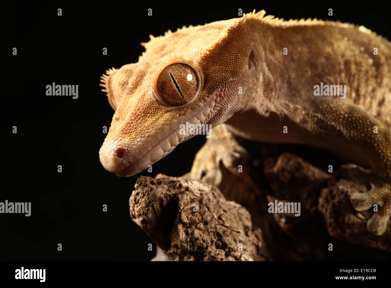 Gecko posing for pictures in the studio, May 2014 Stock Photo