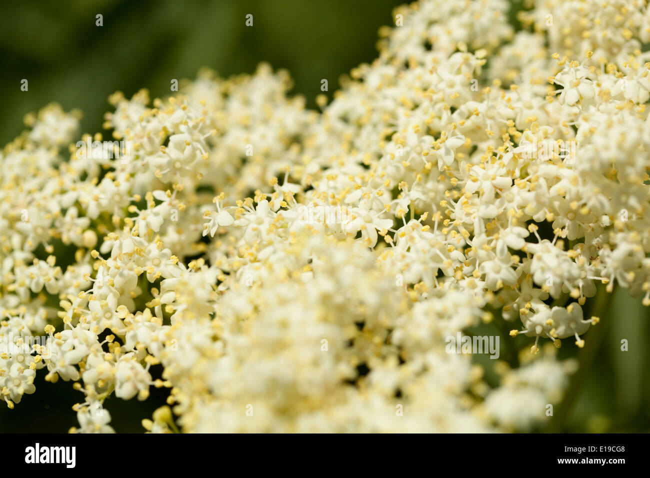white inflorescence elderberry (Sambucus nigra) as background Stock Photo