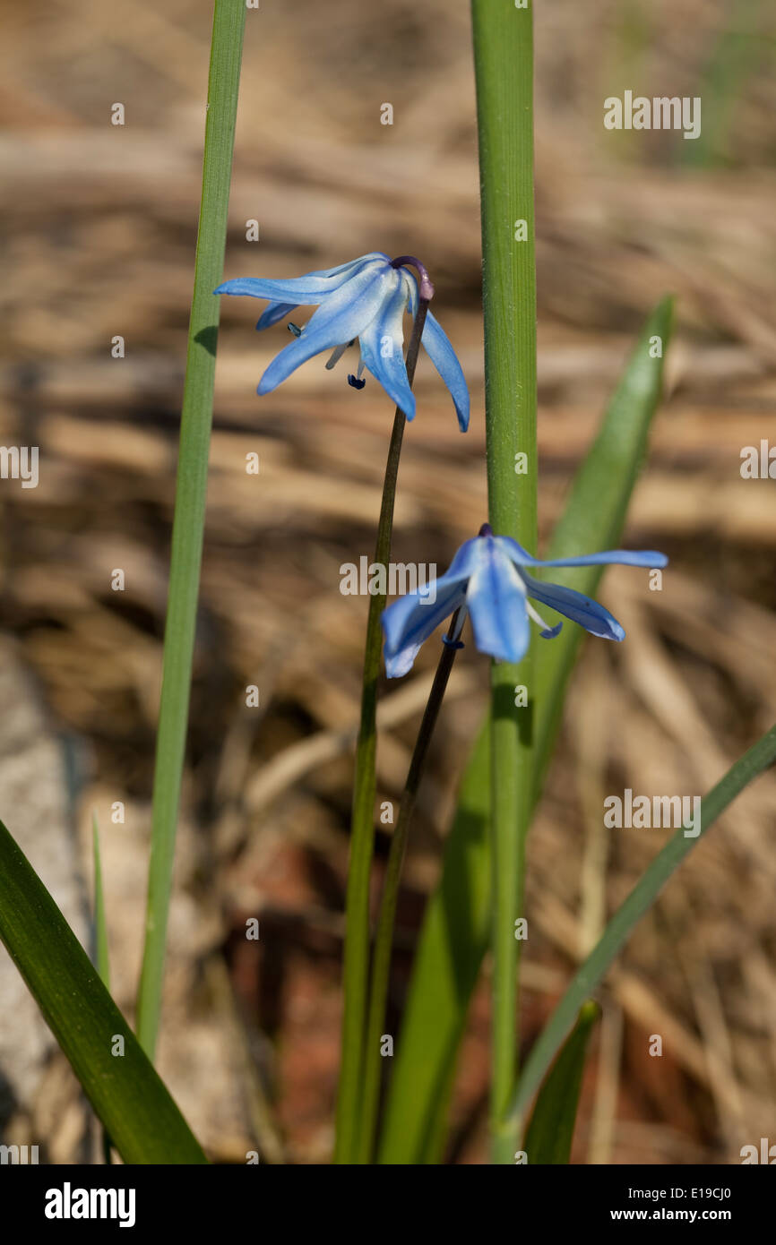 little blue flower (Scilla siberica) on meadow Stock Photo