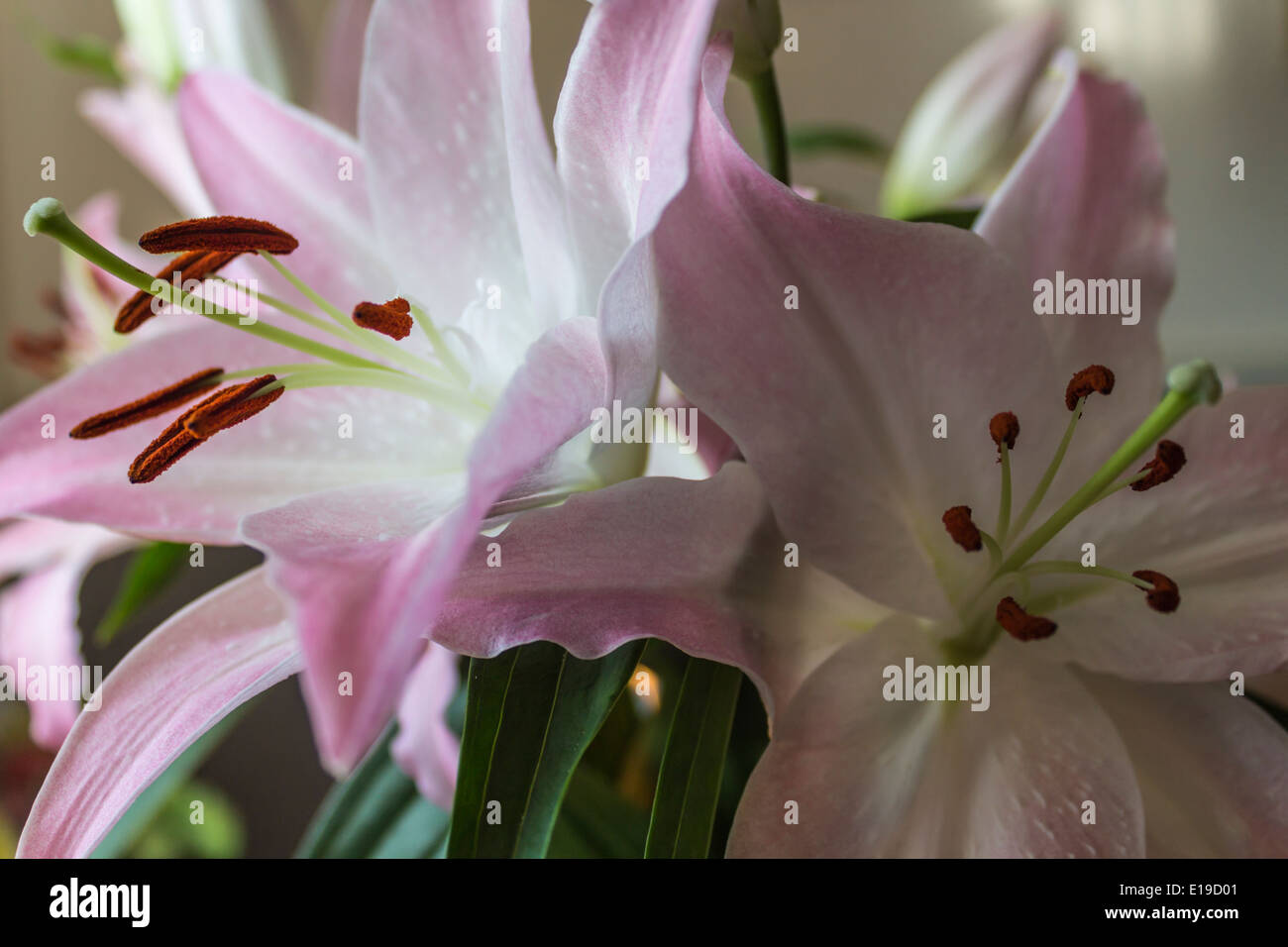 Close up of white and pink lilies Stock Photo