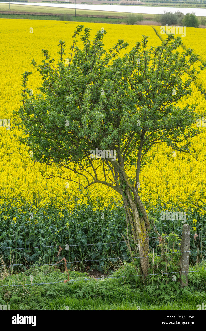 Mustard tree hires stock photography and images Alamy