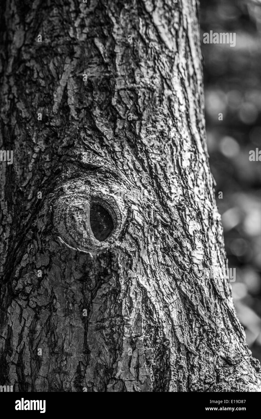 A black and white photo of a willow tree trunk Stock Photo