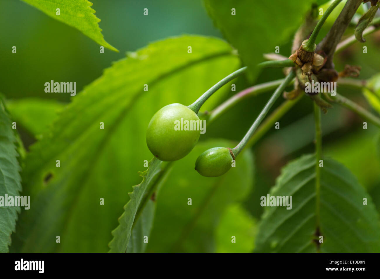 Cherries growing in a tree Stock Photo Alamy