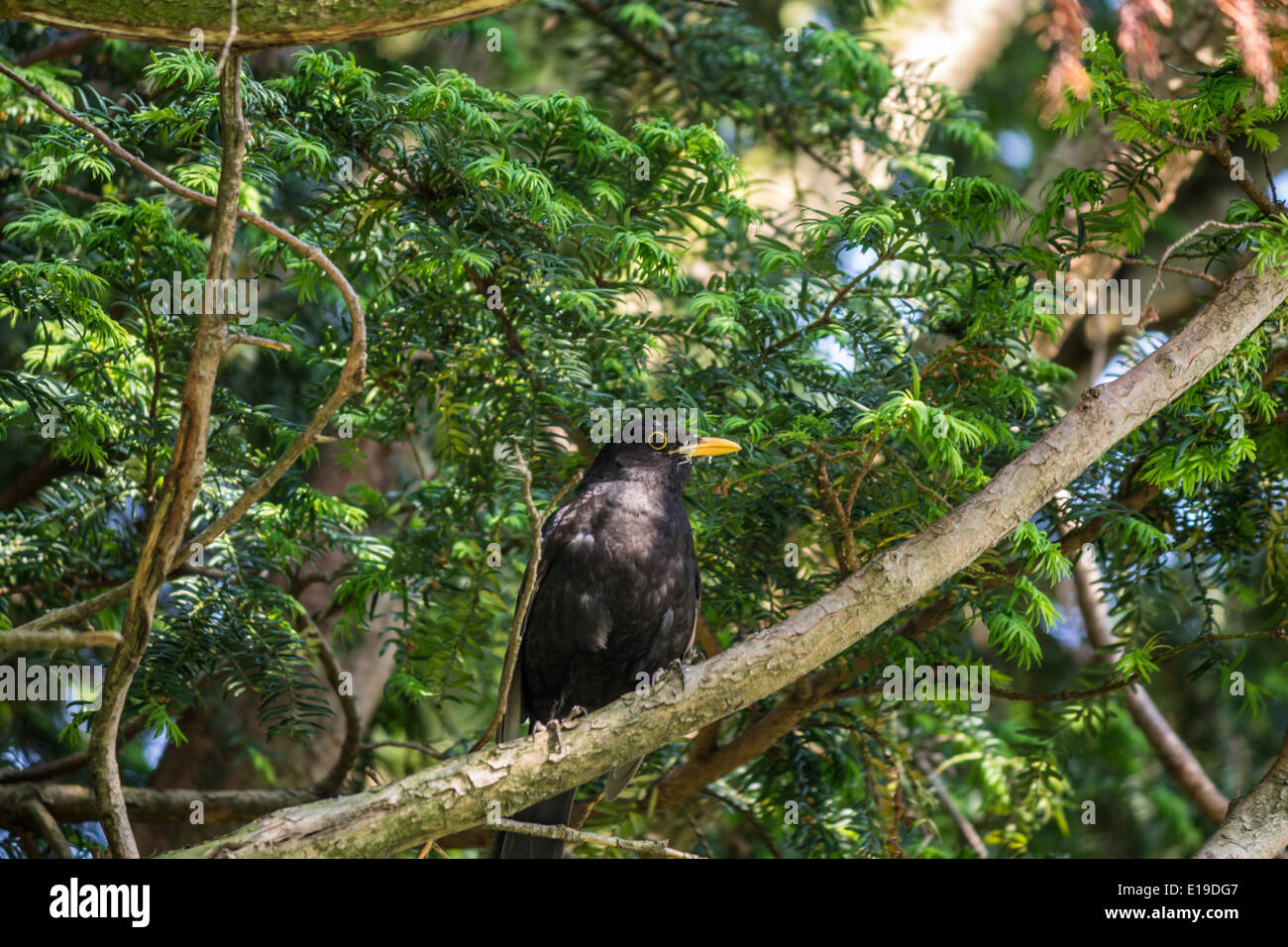 Blackbird sitting in a tree in the forest Stock Photo