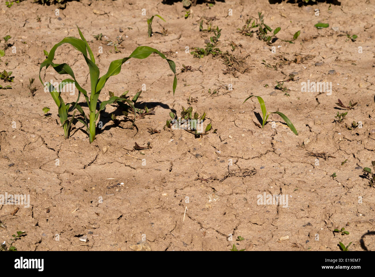 young corn stalks, on dry and cracked earth Stock Photo - Alamy