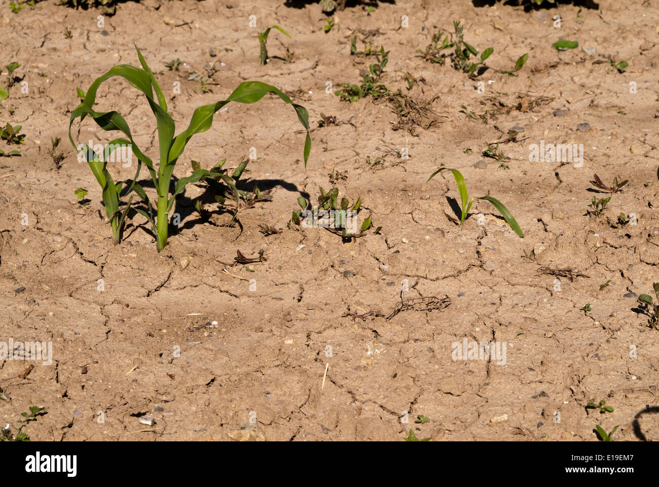 young corn stalks, on dry and cracked earth Stock Photo