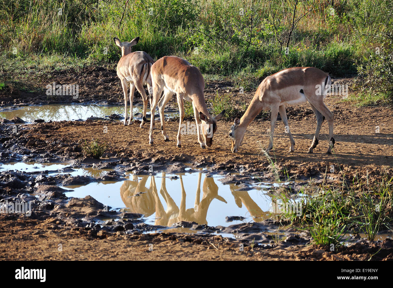 Impala by water hole, Pilanesberg National Park, Pilanesberg, North West Province, Republic of South Africa Stock Photo