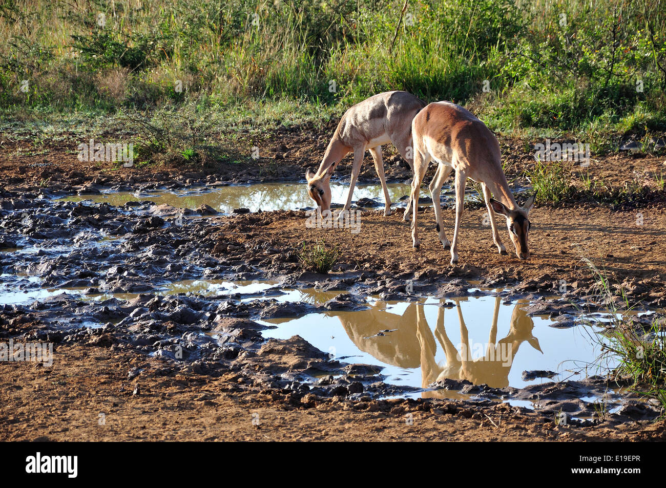 Impala by water hole, Pilanesberg National Park, Pilanesberg, North West Province, Republic of South Africa Stock Photo