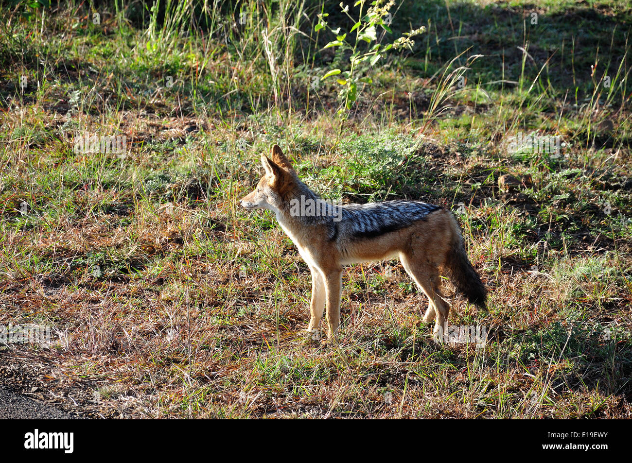 The black-backed jackal, Pilanesberg National Park, Pilanesberg, North West Province, Republic of South Africa Stock Photo
