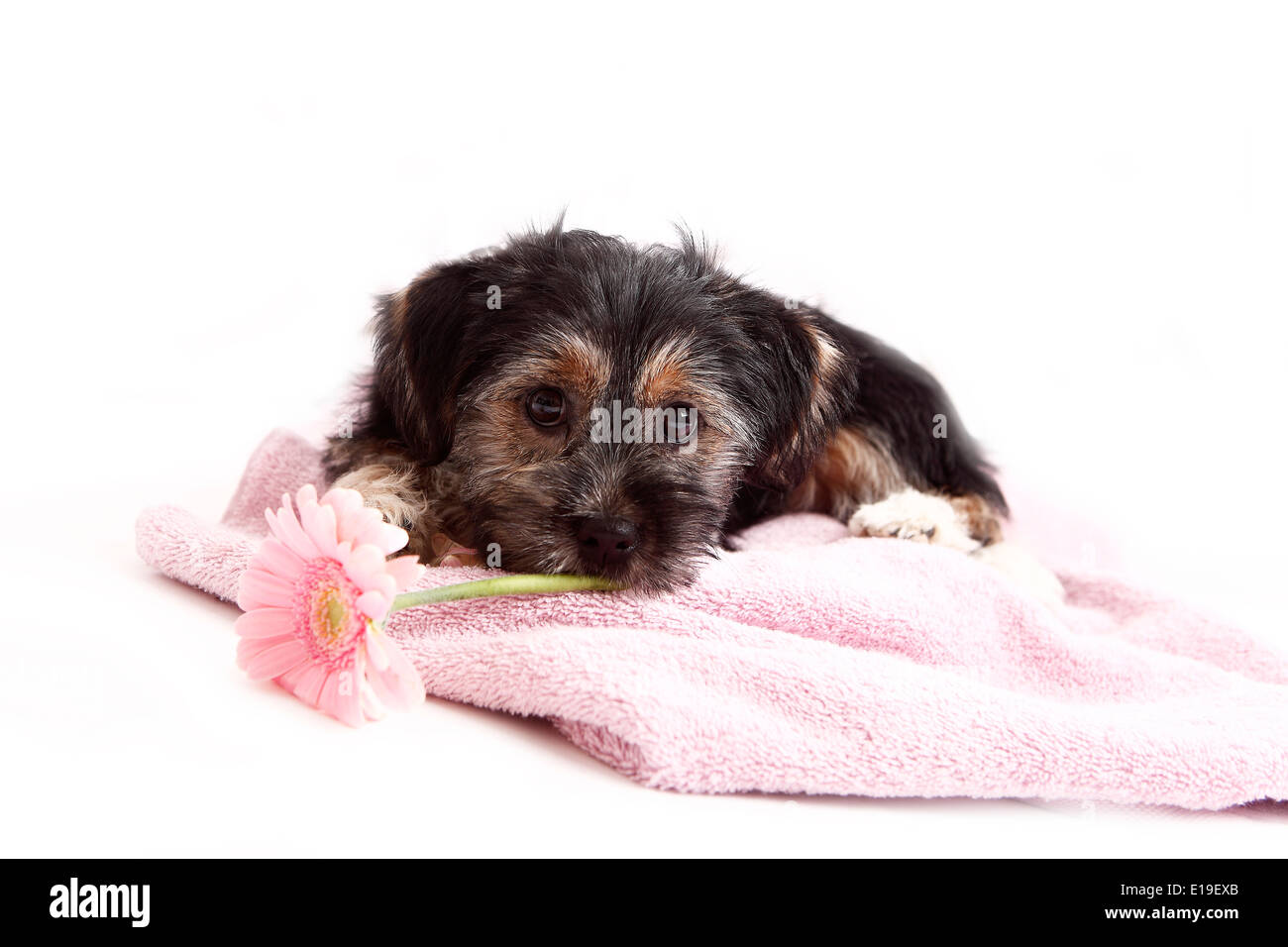 Young Terrier Mix on the blanket with a flower Stock Photo