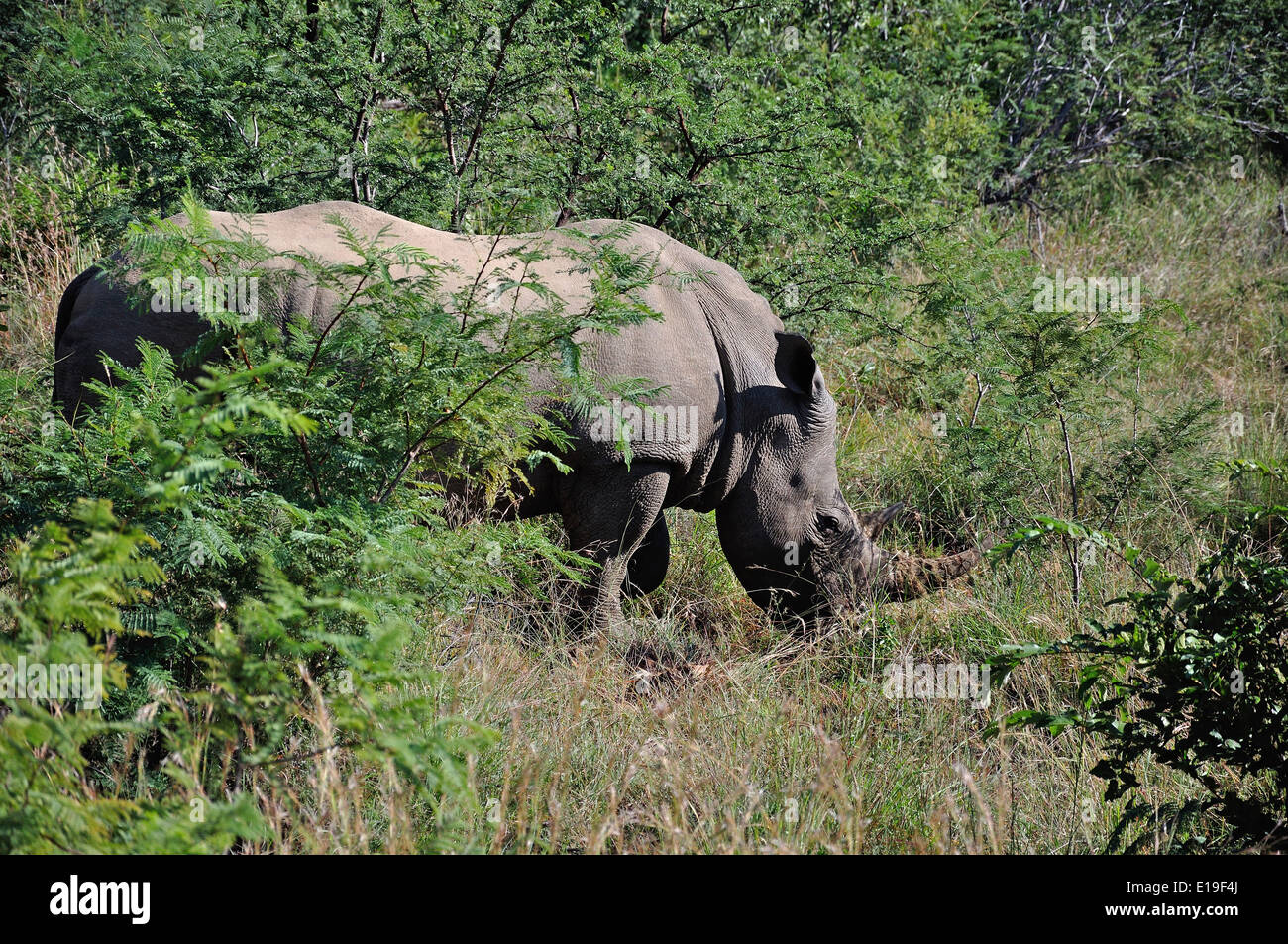 White rhinoceros, Pilanesberg National Park, Pilanesberg, North West Province, Republic of South Africa Stock Photo