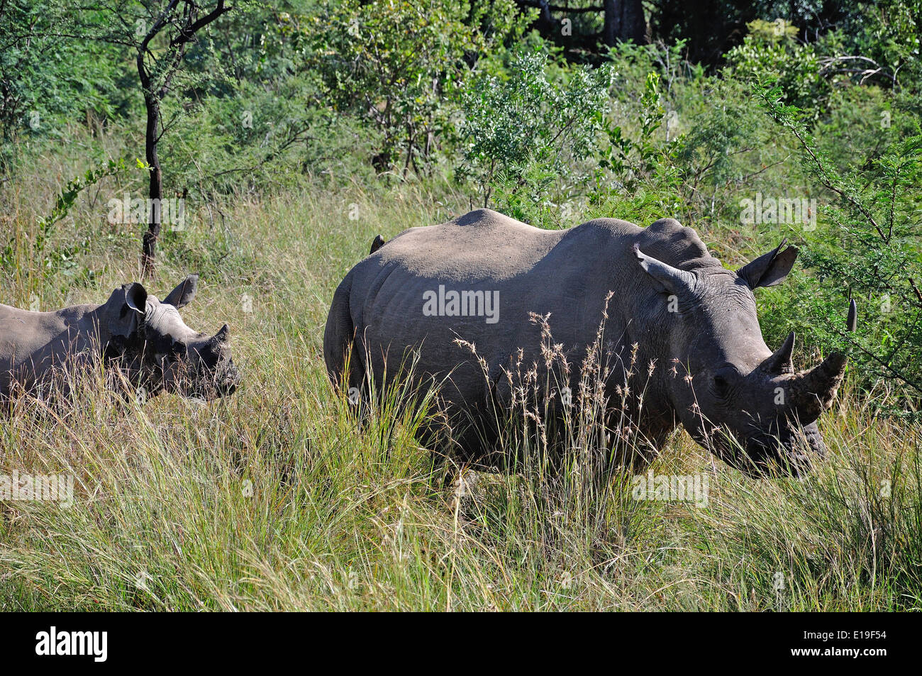 White rhinoceros and calf, Pilanesberg National Park, Pilanesberg, North West Province, Republic of South Africa Stock Photo