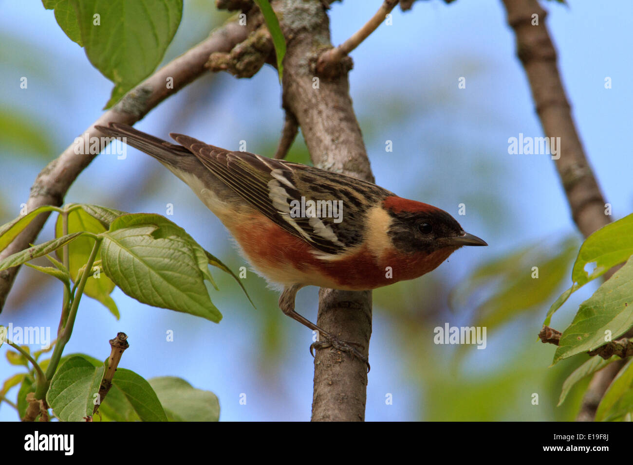 Bay-breasted warbler (Dendroica castanea) during the Spring migration, Magee Marsh, Ohio. Stock Photo
