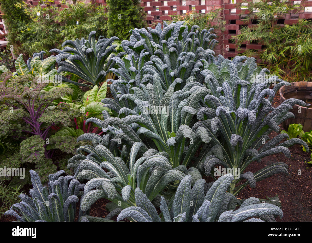 Kale varieties hi-res stock photography and images - Alamy