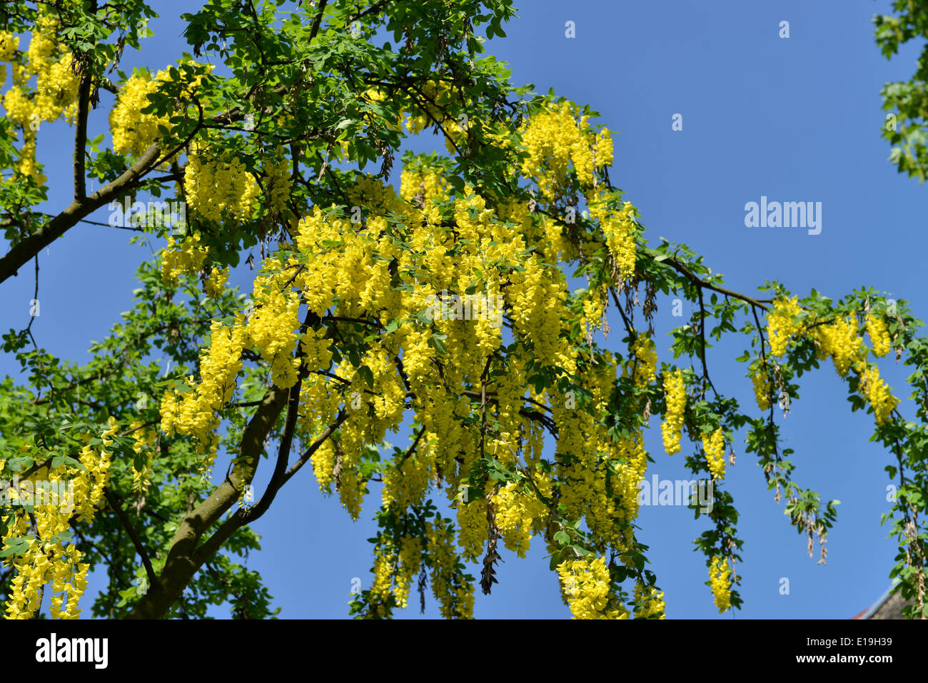 Gemeiner Goldregen (Laburnum anagyroides) Stock Photo