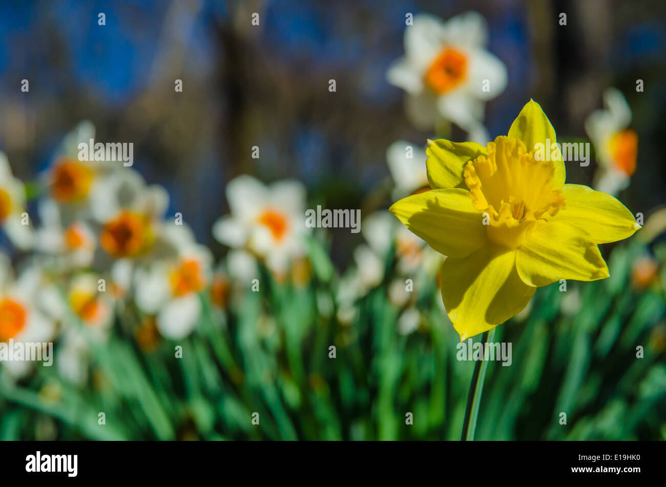 Yellow Daffodil Stands out Against the Crowd Stock Photo