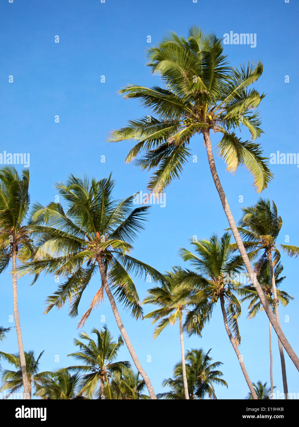 Leafy green palm trees hi-res stock photography and images - Alamy