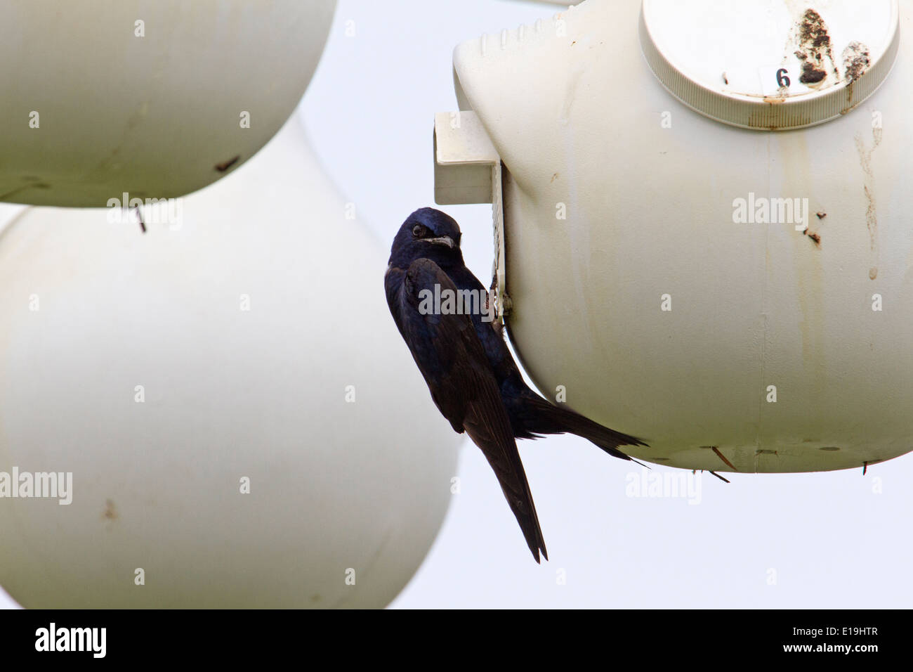 Purple martin birdhouse hi-res stock photography and images - Alamy