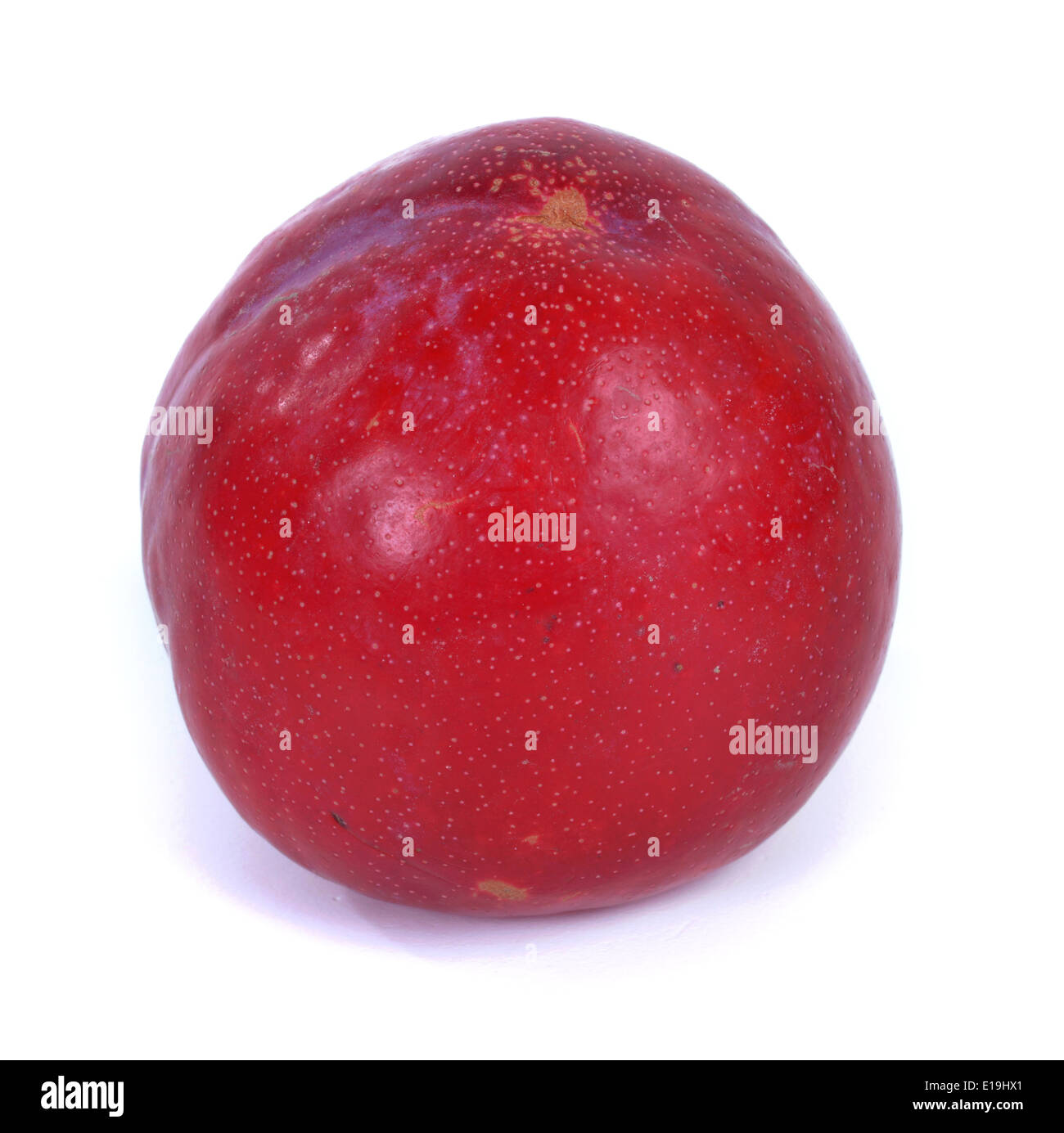 Rote Sapphir Pflaume Stock Photo