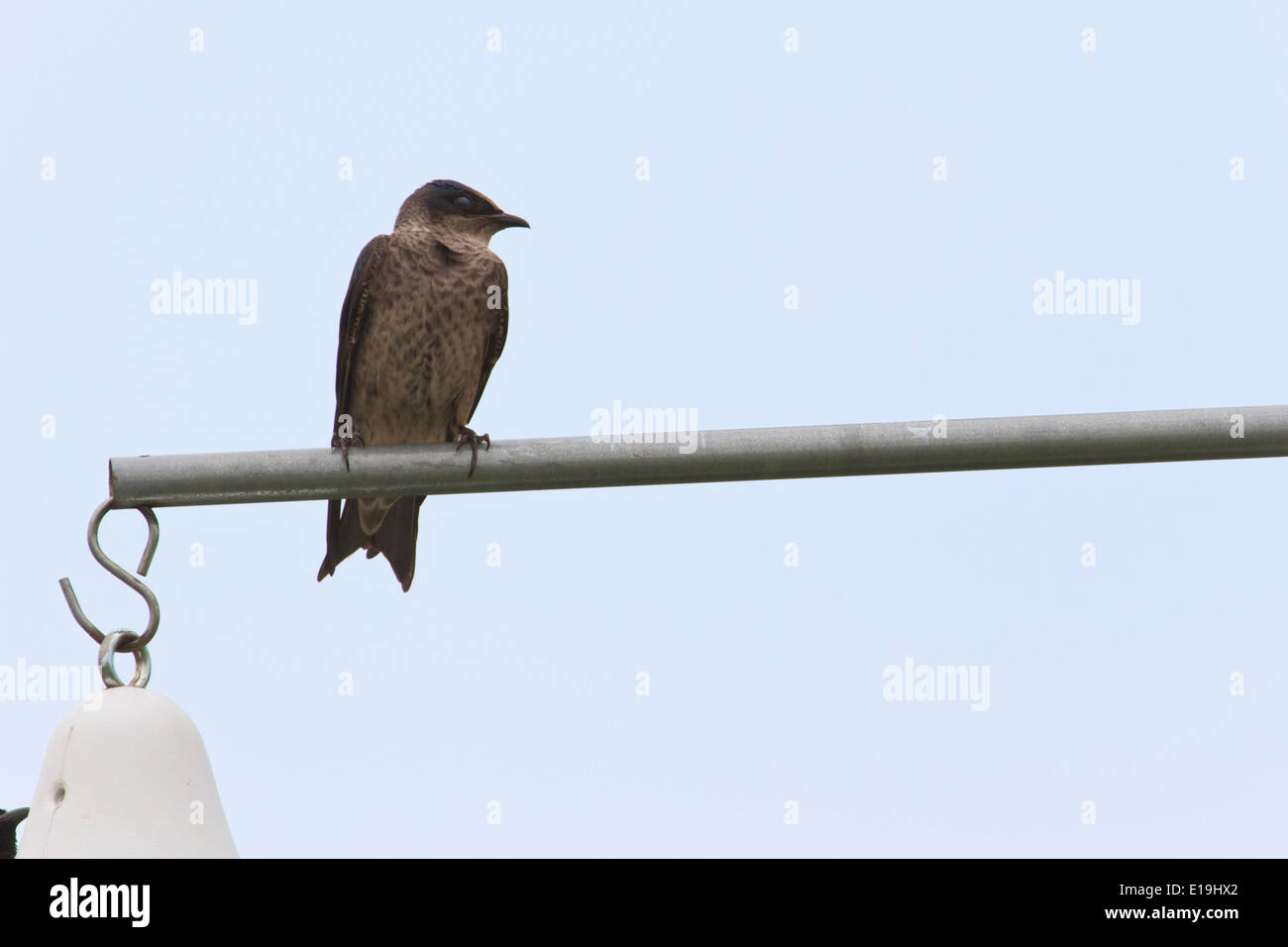 Purple martin birdhouse hi-res stock photography and images - Alamy