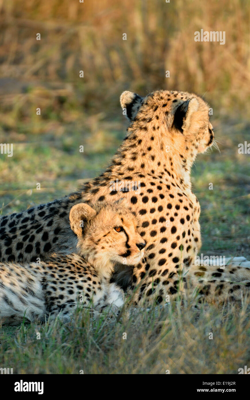 A cheetah cub snuggles against his mother at sunset on the Masai Mara