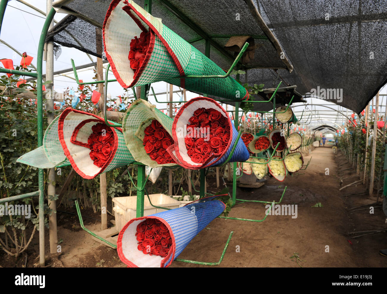 Ecuador roses hi-res stock photography and images - Alamy