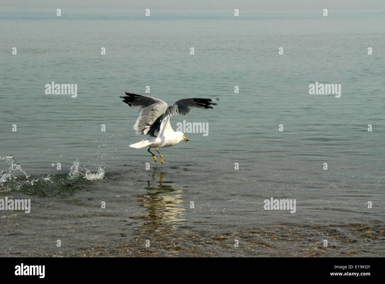 Ring-billed Gull skimming across the lake. Stock Photo