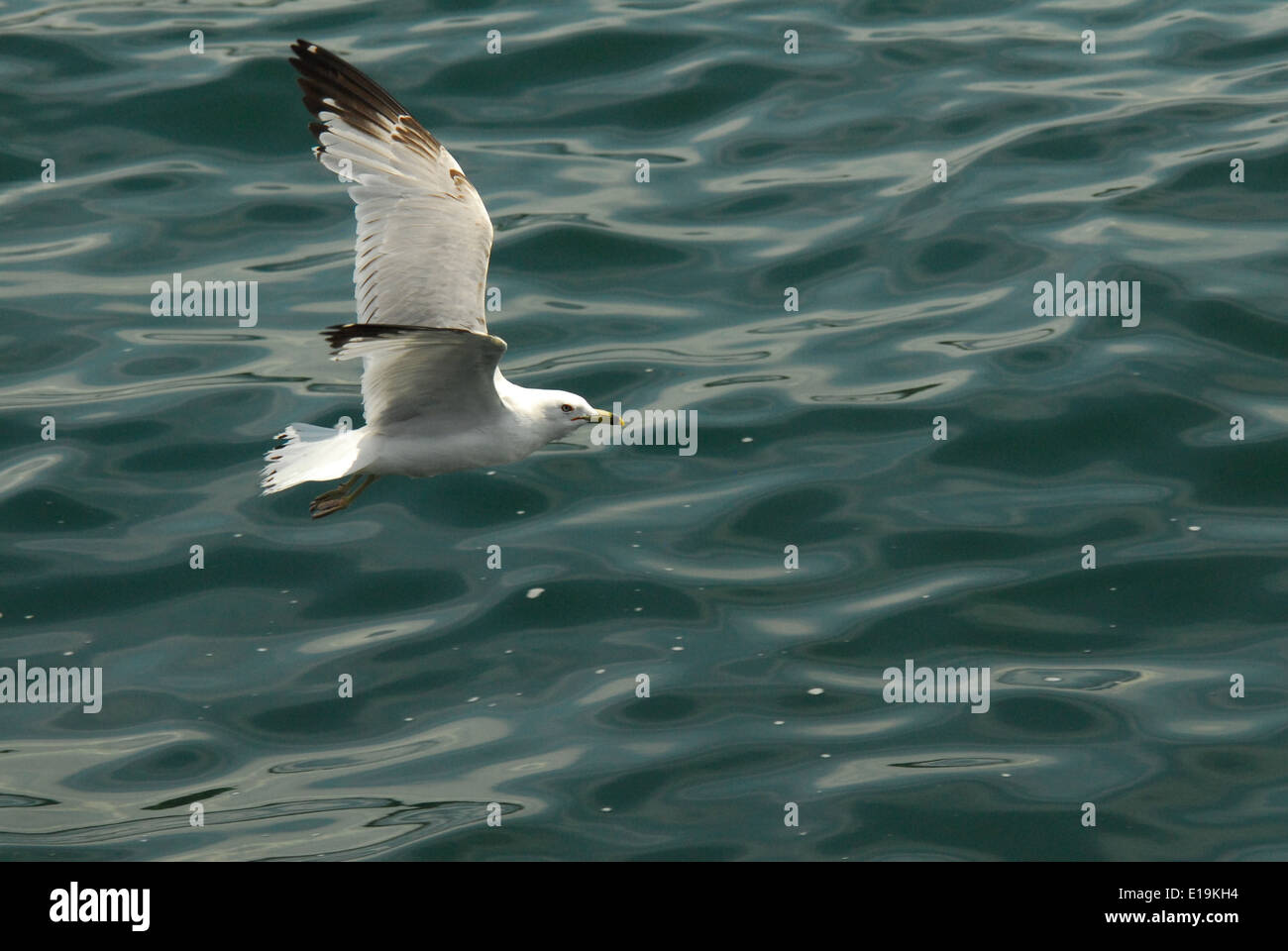 Ring-billed Gull soaring across water Lake Michigan Stock Photo