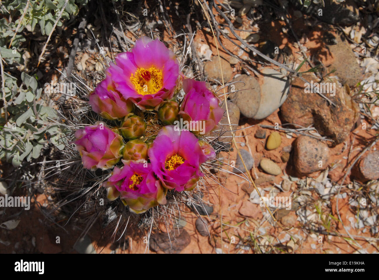 Pink flowered cactus Stock Photo